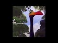 average forest bird sounds