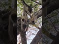 Spider monkeys in Costa Rica