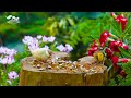 Video For Cats - Beautiful Summer With Birds And The Cutest Squirrels - Bonanza Studio