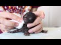 Baby Kitten ASMR to Calm Your Spirits