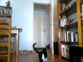 Playing fetch with my cat