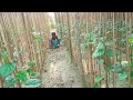 Daily Working Process of a Farmer in Betel Garden | Amazing Village Life Video