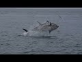 INCREDIBLE LEAPING Atlantic Giant Bluefin Tuna in United Kingdom