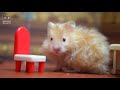 tiny SANDWICH🥪My hamsters' favorite food !｜