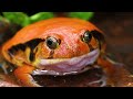 Easy Tropical Frog Paradise (DIY Vivarium)