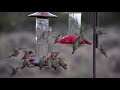 Hummingbirds- morning feeders.