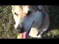 Corgi Trek Plays Fetch in a Cart - 6-21-16