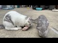 Cats want to eat bones from glass bottles.#cat #catshorts #catvideo #kitten #kitty #cutecat #funny