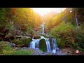 Serene Forest Waterfall Sounds for Ultimate Relaxation and Stress Relief