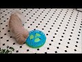 Give Your Pekingese Fun And Play Everyday. Check It Out. So Cute!