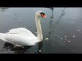 🇮🇪🦢 MUTE SWAN FAMILY🐥2 TINY FURRY BABY MUTE SWAN CYGNETS🐥MALLARD DUCKS🐥#tranquility🐥#zen🐥Subscribe🙏😇