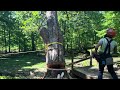 Large Sugar Maple Split From Lightening Strike @marklichtenberg