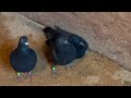 Racing pigeons Breeding loft tour and update