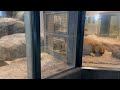 No102 仲良しライオンたちの甘い時間💕イトとパーチェのスリスリ交流　ライオンたちの日常 #円山動物園 #lion