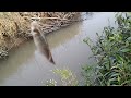 mancing wader di parit kecil pinggir sawah ! ! micro fishing mantap