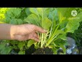 Green pak choi || Choi Sam( CHAISM)nabubuhay sa Pilipinas ,typical Chinese vegetables,easy to grow.