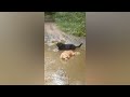 Crazy Cute Pets Compilation: Funny Cats & Dogs Videos | Funny Pets Vlogs Part 5