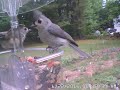 Tufted Titmouse kicks butt!