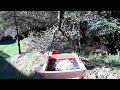 Two black- capped chichadees were fighting for food. 两只黑帽山雀抢吃的。#birds #鸟类#birdfeeder #nature