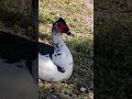 Black and white Muscovy duck, close up.