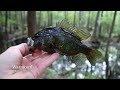 Exploring and Multi Species Fishing in a Crystal Clear Spring Fed Pond!