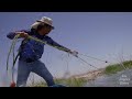 A pulse of water revives the dry Colorado River Delta