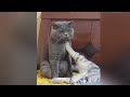 cat funny video #viralvideo @catfunn 😂😂😂😂😂