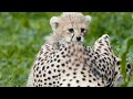 Endangered Cheetah Cubs Born at the Zoo | Nature Bites