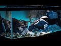 Lighting can transform your aquarium