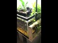 How to grow houseplants in a fish tank!