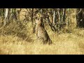 4K Wildlife in Africa - Leopards & Cheetahs - Big Cats of Africa 3,5 HOUR Video