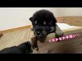 【柴犬 子犬】ついに壁を乗り越えた子犬