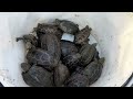 Pick up turtles left behind in a waterway withered