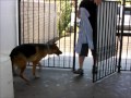 Doggie Wash ... At The Car Wash