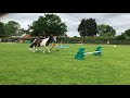 Horse agility - level 1 section 4