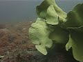 Frog Fish Lembeh