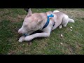 Husky destroying his toys