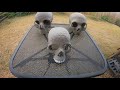 How I Make Skull Paper Mache out of Egg Trays