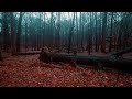 Relaxing Walk in the Rain, Binaural Rain and Nature Sounds for Sleep and Study | 4k ASMR