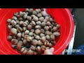 Spicy Fried Shells / In House Food / Simple Food / Malaysia's Food / Simple Food Planet