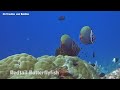 Similan Islands, February 2023 | MV Sawasdee Fasai by West Coast Divers