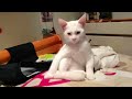 These Funny Cat Videos Will Have You Rolling! 😹 Funny ANIMALS videos 2024