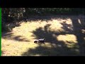 Skunks in backyard