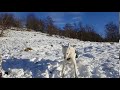 Fenris the Husky loves his snow balls.