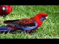 Birds Sounds - Relaxation The sound of Birds Chirping in the Forest - Nature Sounds of Birds