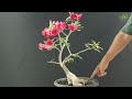 Benefits and How to Use KCL Fertilizer for Adenium