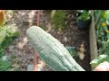 Beautiful overgrown backyard garden: Walking and talking.