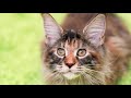 WATCH THIS If You Want a MAINE COON KITTEN! (Full Guide)