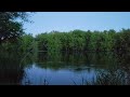 11-MInute Meditation in Nature: Natural Mindfulness - Real lake with frog & bird calls in evening