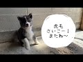 【秋田犬】秋田犬の虎毛の子特集！虎好きさん集まれ〜！